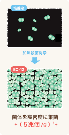 EC-12は、乳酸菌の数と質が違います