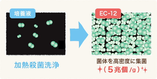 EC-12は、乳酸菌の数と質が違います